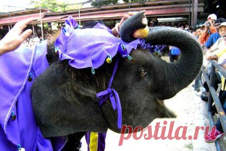 Природа, животные и птицы | Фотографии Александр Пехов | 407 фото