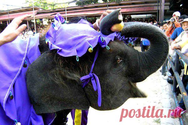 Природа, животные и птицы | Фотографии Александр Пехов | 407 фото