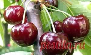 Посадка, уход и размножение черешни | Дача - впрок