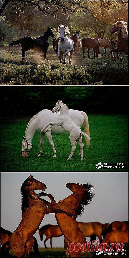 Прекрасные фотографии лошадей (9 фото) » Зверушки.ру
