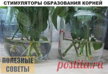 Одноклассники