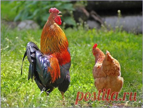 петух - 607 тыс. картинок. Поиск Mail.Ru