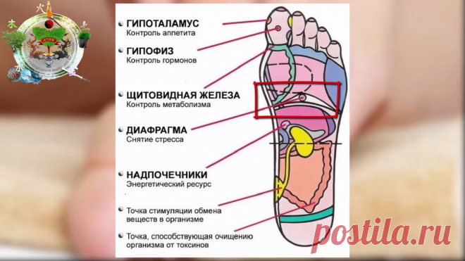 Стопа человека строение схемы и заболевание органов и костей точки мышц с фото и лечение Все о болезнях и болях в суставах и их лечении