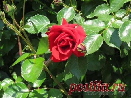 Розы , как женщины , Красивы и Нежны ! ! !