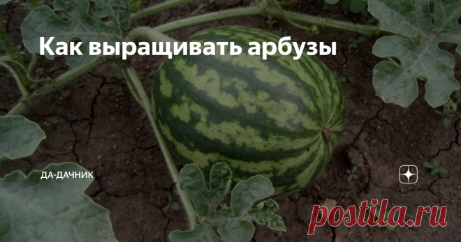 Как выращивать арбузы Арбузы — всеми любимое летнее лакомство, которое обожают по всему миру и, наверное, каждый садовод хоть раз задумывался о том, чтобы вырастить арбузы самостоятельно.
То, какой сорт лучше выбрать, зависит от региона, то есть климата и погодных условий данной местности. Многие садоводы отдают предпочтение гибридам, т. к. они обладают высокой устойчивостью к любым капризам погоды, их плоды поспевают