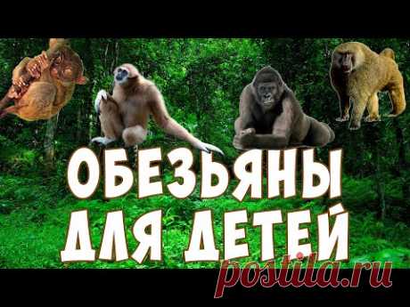 Обезьяны для детей | Учим обезьян | Развивающее видео | Карточки Домана - YouTube