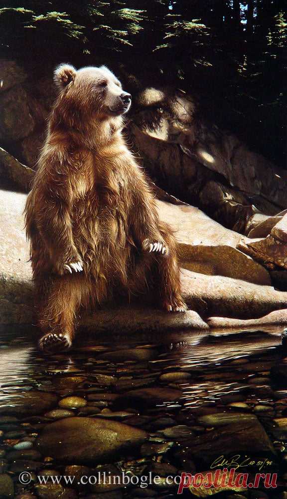 Cool Foot - Bear, ограниченное издание, подписанное вручную Коллином Боглом – Collin Bogle Nature Art