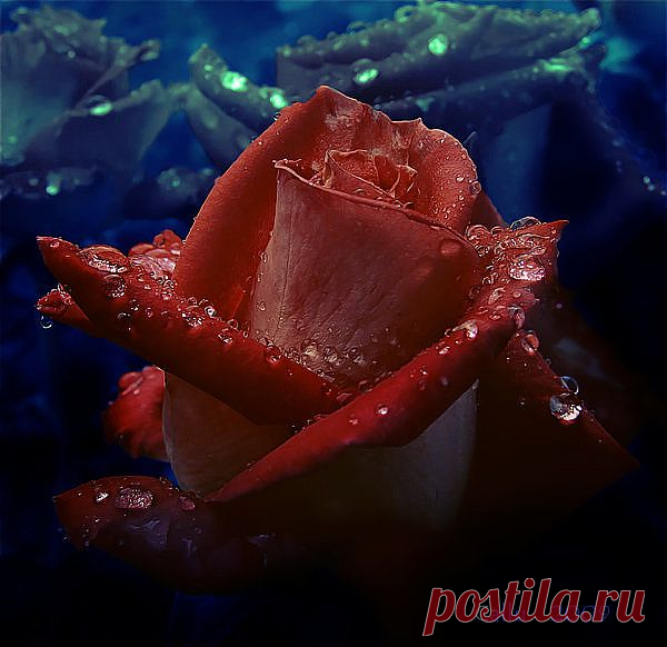 Роза в росе.