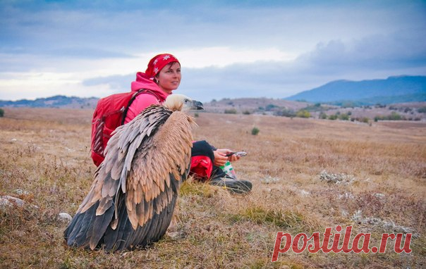 Дики, белоголовый сип. Автор фото: Наталья Файчук.
