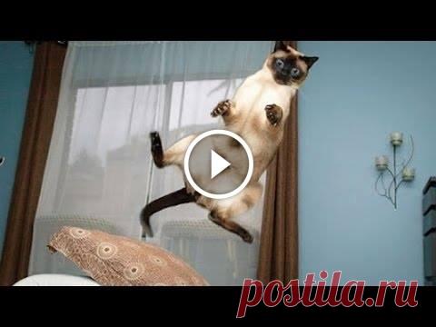 Funniest Animal Fails Compilation 2015