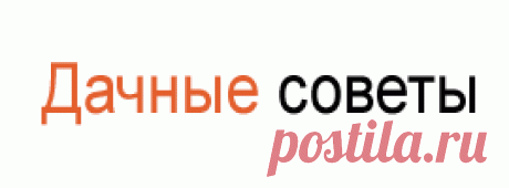 Лучшие сорта черешни для посадки, подбор сорта
