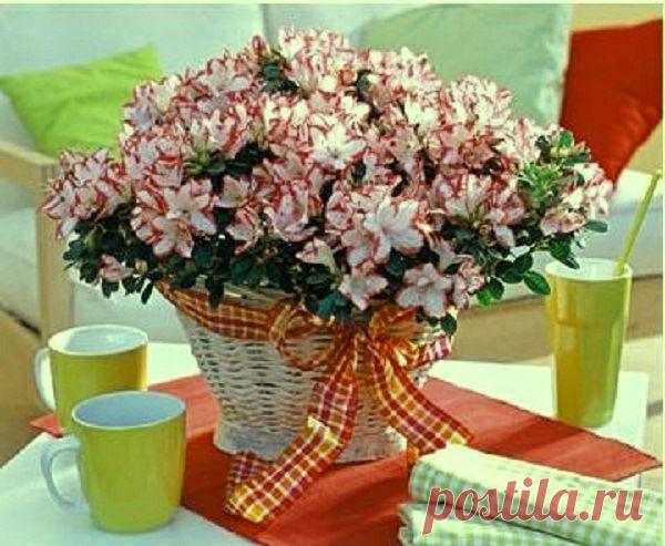 Спасаем азалию