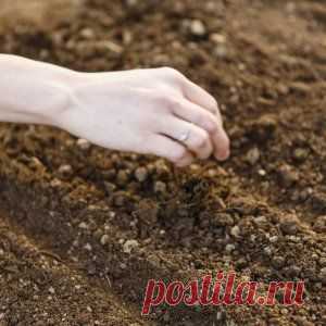 Преимущества подзимнего посева семян | Огородник (Усадьба)