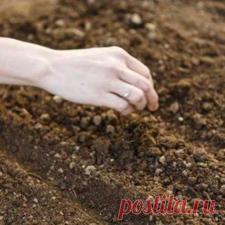 Преимущества подзимнего посева семян | Огородник (Усадьба)