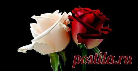 Цветочные символы королевства / Путешествия / Моя Планета