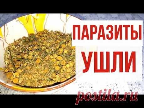 Своею ГОРЕЧЬЮ целил, от паразитов и ГРИБКОВ отвар чудесный ИСЦЕЛИЛ