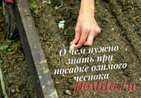 Не сажайте озимый чеснок после этих 4 растений, иначе он не вырастет | 6 соток