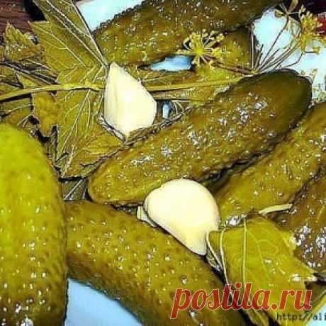 ОГУРЦЫ, КОТОРЫЕ НЕ ВЗРЫВАЮТСЯ "КАМЫШИНСКИЕ ОГУРЧИКИ "