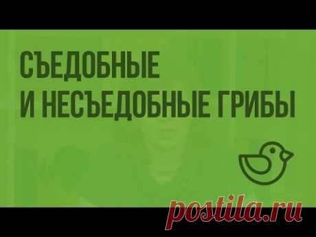 Съедобные и несъедобные грибы. Видеоурок по окружающему миру 1 класс