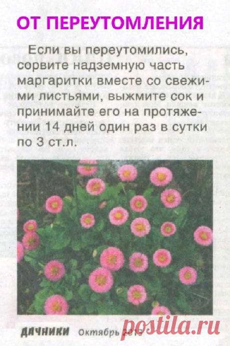 От переутомления поможет маргаритка