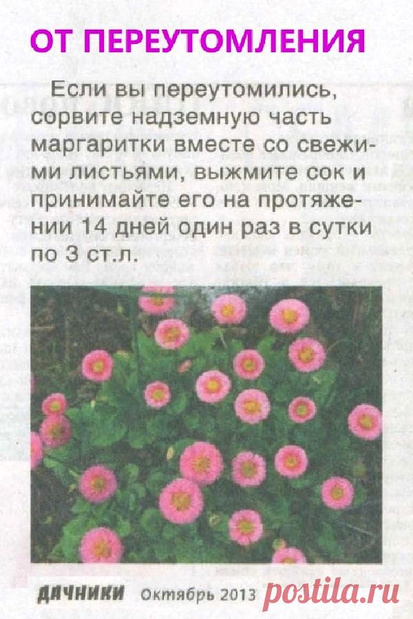 От переутомления поможет маргаритка