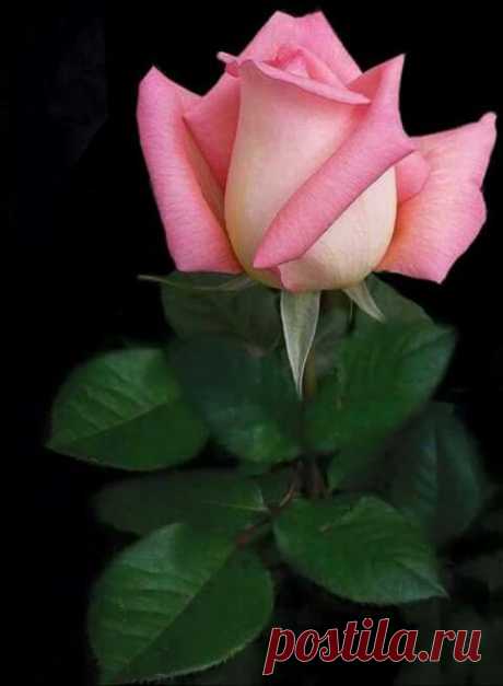 COLOURS Pink ~ Shocking pink ~ Fuchsia   |  Pinterest • Всемирный каталог идей