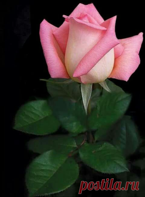 COLOURS Pink ~ Shocking pink ~ Fuchsia   |  Pinterest • Всемирный каталог идей
