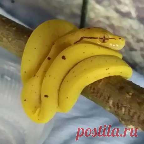 Обман зрения: вещи, которые выглядят как вкусная еда (фото) . Милая Я
