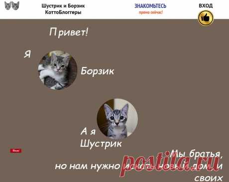 Это прикол! Котятки милые - ищут новый дом!