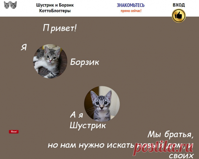 Это прикол! Котятки милые - ищут новый дом!