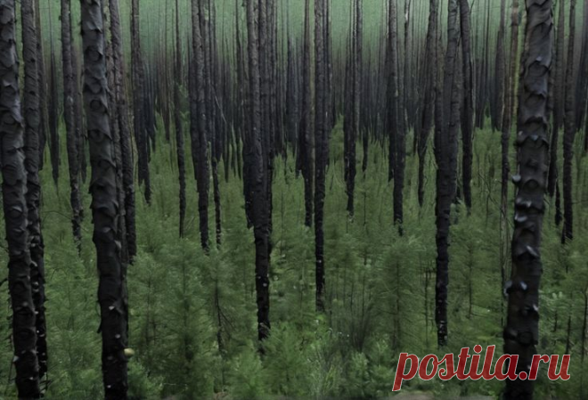 Лес