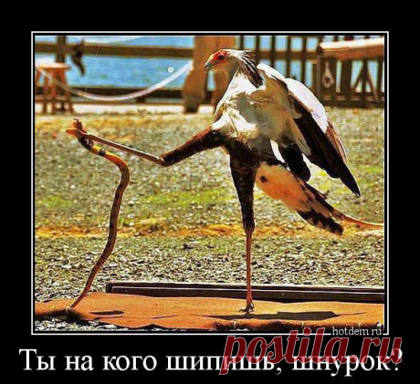 Демотиваторы: смешные и прикольные, про девушек в картинках страница 3 горячее - Фишки.нет