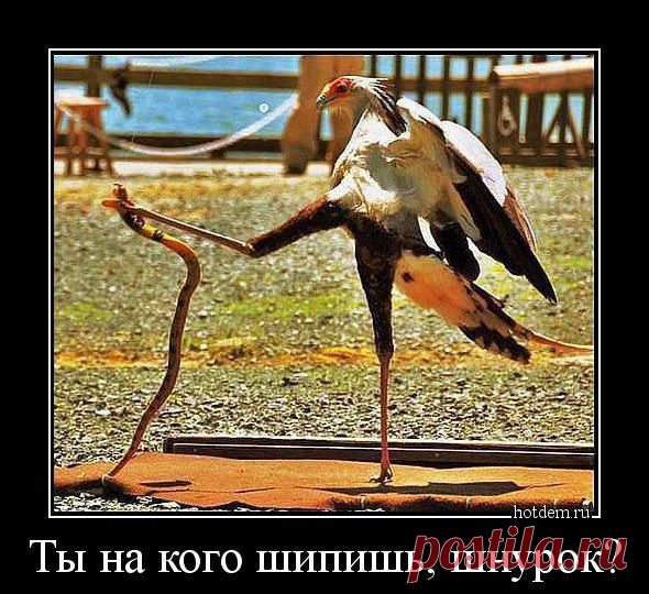 Демотиваторы: смешные и прикольные, про девушек в картинках страница 3 горячее - Фишки.нет