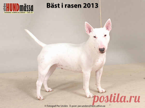 MINIATYRBULLTERRIER Domare: JOHANSSON KARL-ERIK  INFINITY ILLAI FRIENDLY BULLS  Ägare: MILLA STRANDHEIM, GÖTEBORG, NORGE Uppfödare: HRDLICKOVA DENISA, SLOVAKIEN