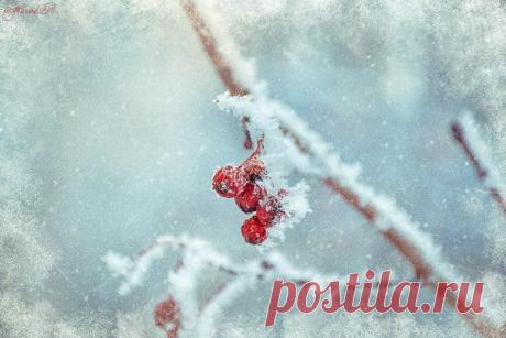 ❄ Прощание с зимой ❄ Я думала, зима уже уходит... И чемоданов снег с собой берёт. Увы, она нас просто за нос водит, Вдруг начиная новый снежный оборот. Я не скажу, что вся зима плохая, В ней прелесть и заснеженная грусть. Но вот весна - она совсем иная... Так жду её - зима умчится пусть. Пускай в дорогу чемоданы собирает, Снежинками себе прокладывает путь. Пусть холода с собою тоже забирает, И не пытается опять нас обмануть. (стихи: Лариса Мазурова)