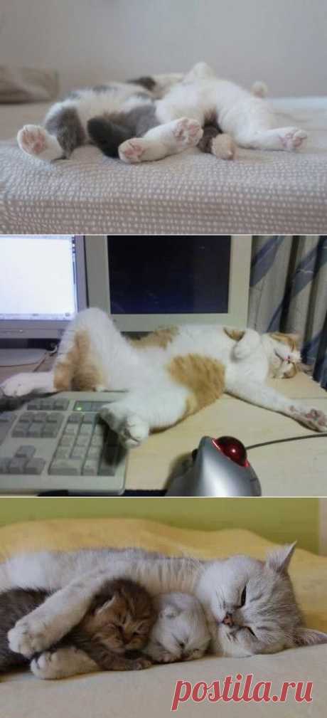 Коты и кошки, которые могут заснуть где угодно (позитив зверский , засыпальный)