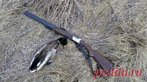 Эксплуатация ружья ТОЗ-34. Рассмотрим, как взаимодействуют детали механизма ТОЗ-34 при соединении стволов со ствольной коробкой. Соединить стволы со ствольной коробкой очень просто. Необходимо вправо отвести рычаг запирания и максимально выдвинуть все выталкиватели (и патронов, и гильз). Затем нижние концы выступов муфты приставить к верхней части выемов ствольной коробки и плавно совместить выступ с выемом. Казённая часть стволов войдёт в ствольную коробку. Фигурные выемки ствольной муфты…