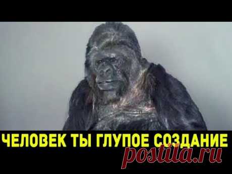 Вы Не Поверите, что Говорит Эта Горилла!