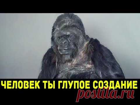 Вы Не Поверите, что Говорит Эта Горилла!