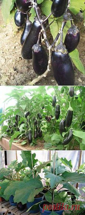 Десять заповедей для выращивания баклажан. Эту теплолюбивую культуру с красивыми, нарядными фиолетовыми и непривычными белыми плодами вполне можно выращивать в теплицах и получать неплохой урожай в любое, даже не очень жаркое лето. Нужно лишь запомнить несколько правил. Первое. Правильно выбирайте сорт. Лучше, чтобы он был скороспелым или среднеспелым. Самые скороспелые — Чешский ранний, Робин Гуд (с фиолетовыми плодами), гибрид Пинг-Понг […]