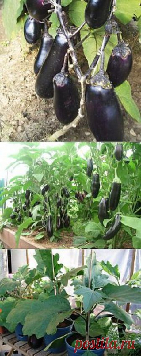 Десять заповедей для выращивания баклажан. Эту теплолюбивую культуру с красивыми, нарядными фиолетовыми и непривычными белыми плодами вполне можно выращивать в теплицах и получать неплохой урожай в любое, даже не очень жаркое лето. Нужно лишь запомнить несколько правил. Первое. Правильно выбирайте сорт. Лучше, чтобы он был скороспелым или среднеспелым. Самые скороспелые — Чешский ранний, Робин Гуд (с фиолетовыми плодами), гибрид Пинг-Понг […]