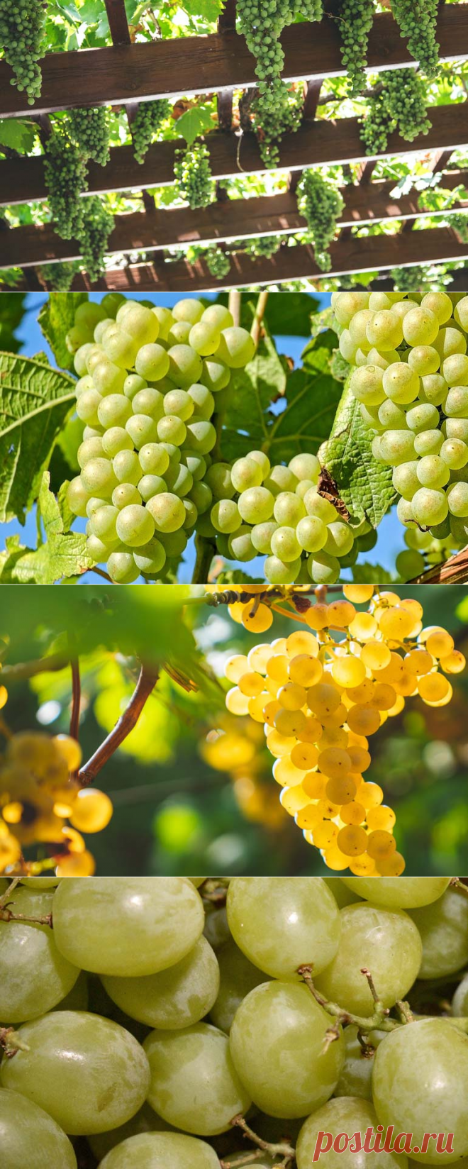 Когда и как правильно обрезать виноград чтобы не лишиться урожая