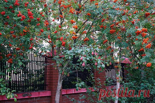 Для чего нужны деревья возле заборов | Наталья Кудрявцева | Яндекс Дзен