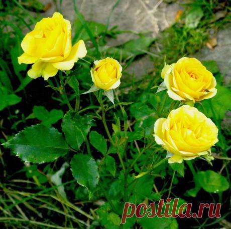 Яндекс.Фотки