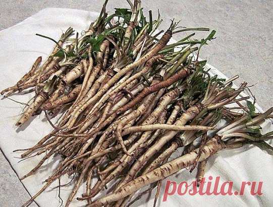 ЭФФЕКТИВНЕЕ ХИМИОТЕРАПИИ: ТРАВА УБИВАЕТ РАКОВЫЕ КЛЕТКИ 
Чай одуванчика действительно способен разрушить раковые клетки и защитить здоровые клетки от рака. 
Эта трава имеет множество лечебных свойств, что делает ее мощным лекарством. Кроме того, чай готовится очень легко. Наши предки использовали его для лечения многих заболеваний, но сегодня самое важное применение корня одуванчика для борьбы с раком. 
Ученые обнаружили, что эффект от корня одуванчика лучше, чем химиотерапии. 
В результате исс