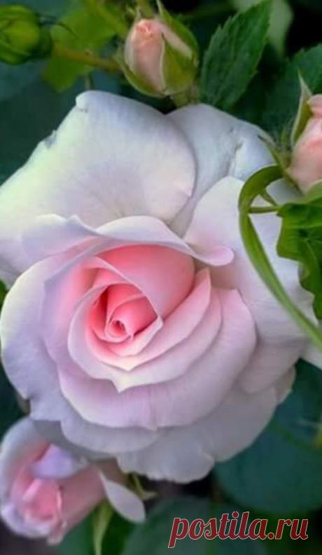 Фотография | цветы