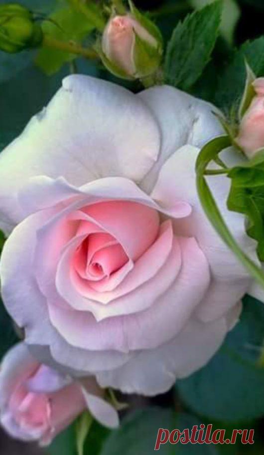 Фотография | цветы