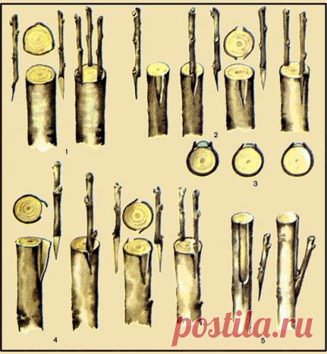 Ландшафтно-художественная мастерская Пейзаж обеспечивает выполнение любых ландшафтных работ от проекта до воплощения.Основные способы прививки