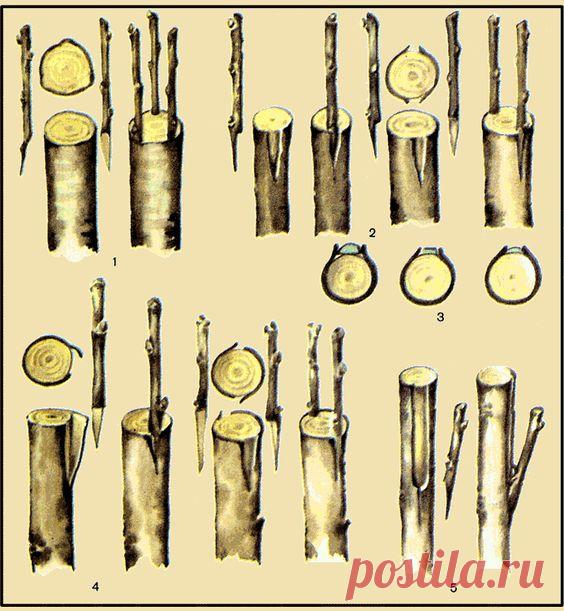 Ландшафтно-художественная мастерская Пейзаж обеспечивает выполнение любых ландшафтных работ от проекта до воплощения.Основные способы прививки