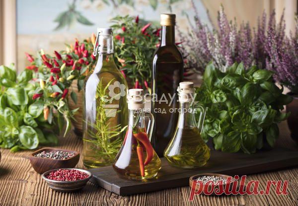 Уксус на травах в домашних условиях - рецепты Готовим ароматный уксус на травах своими руками. Рецепты приготовления травяного уксуса, его применение в народной медицине, кулинарии и косметологии
